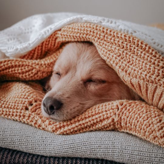 Dog lying in blankets